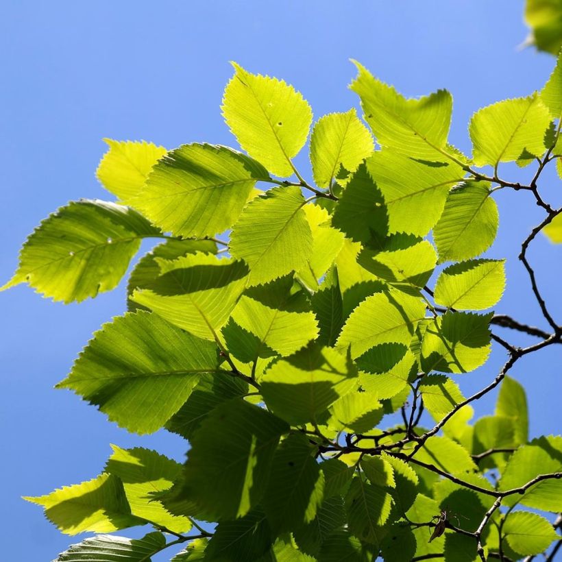 Ulmus carpinifolia Pendula - Elm (Foliage)