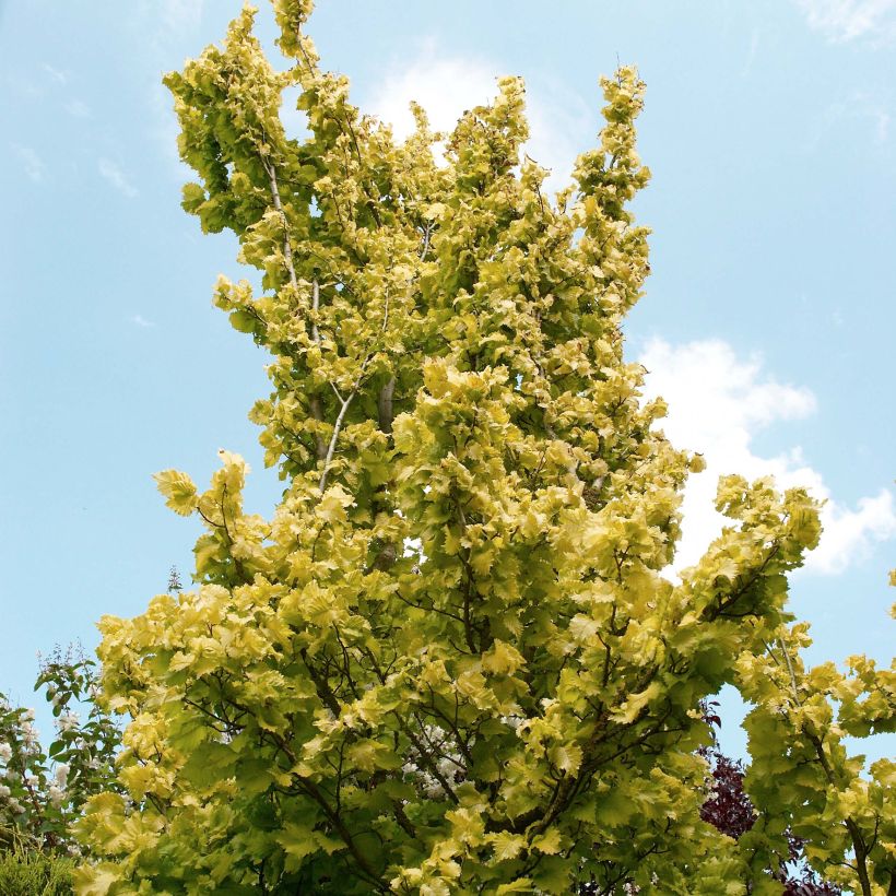 Ulmus x hollandica Wredei - Elm (Plant habit)