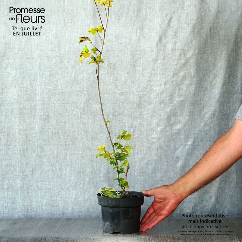 Ulmus x hollandica Wredei - Elm 3L/4L pot sample as delivered in summer