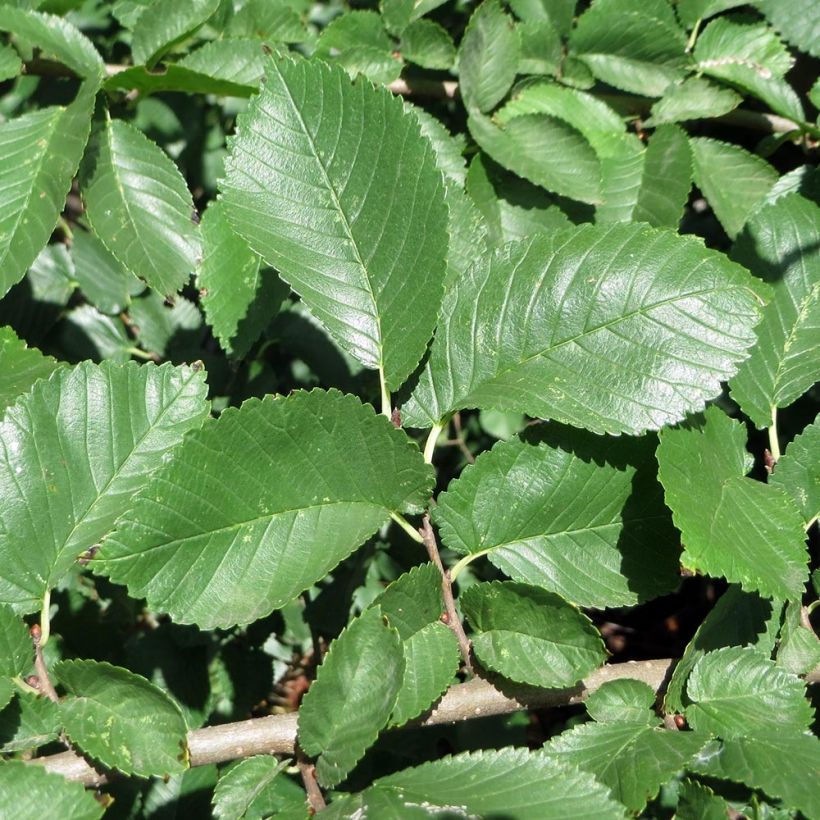Ulmus minor - Elm (Foliage)
