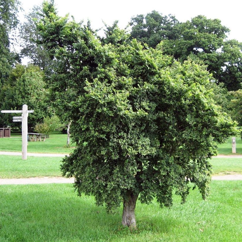 Ulmus minor - Elm (Plant habit)