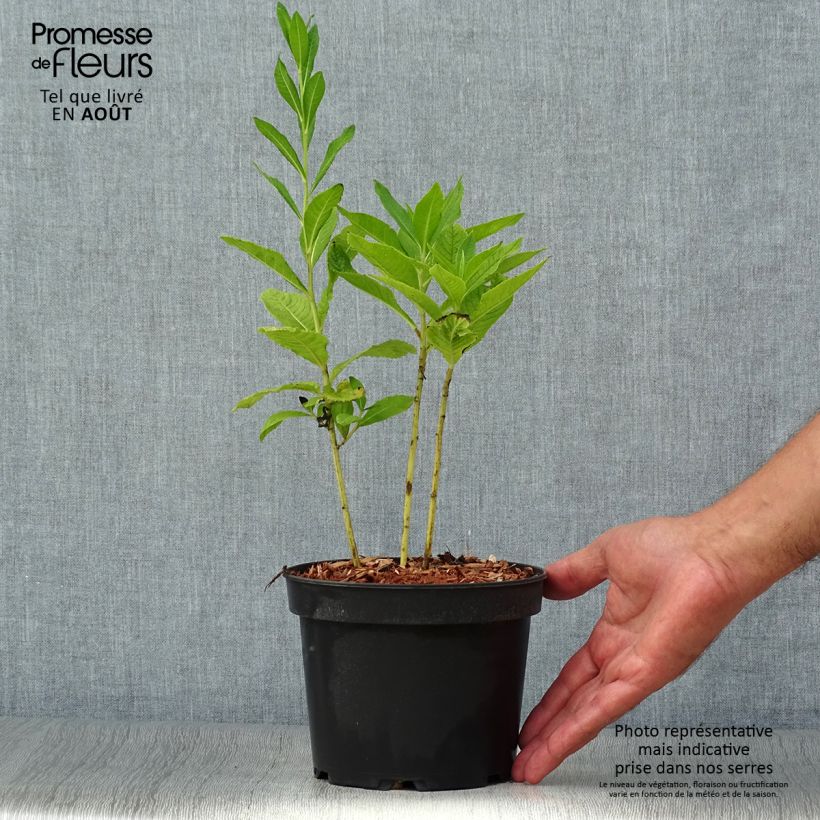 Vernonia noveboracensis White Lightning - Ironweed 2L/3L pot sample as delivered in summer