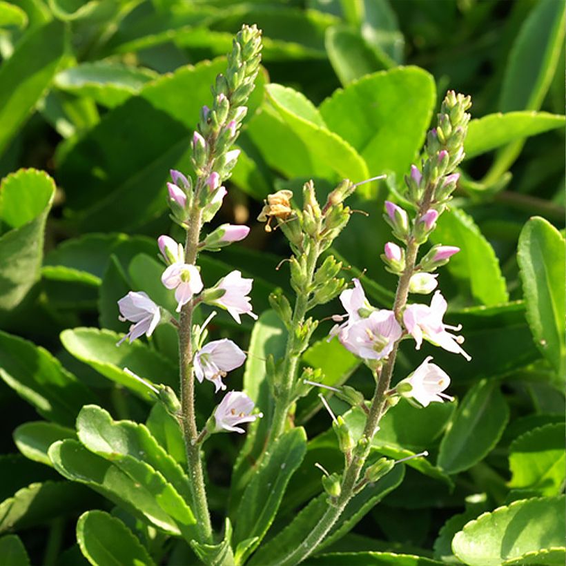 Veronica x cantiana Kentish Pink - Speedwell (Flowering)