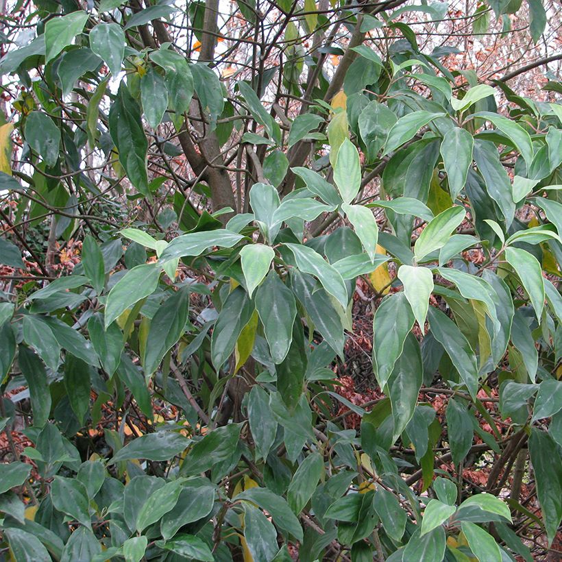 Viburnum cylindricum (Foliage)