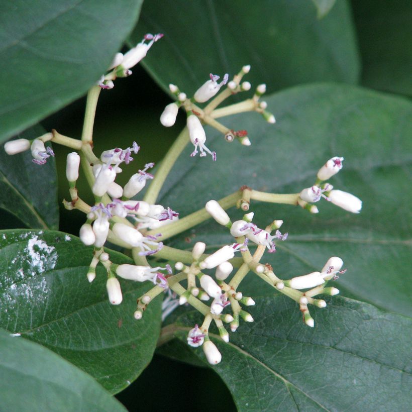 Viburnum cylindricum (Flowering)