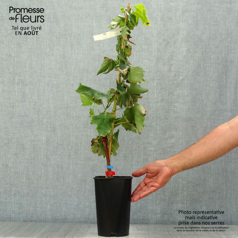 Alphonse Lavallée Vine - Vitis vinifera 1.5L/2L potShipped height around 60/70cm sample as delivered in summer
