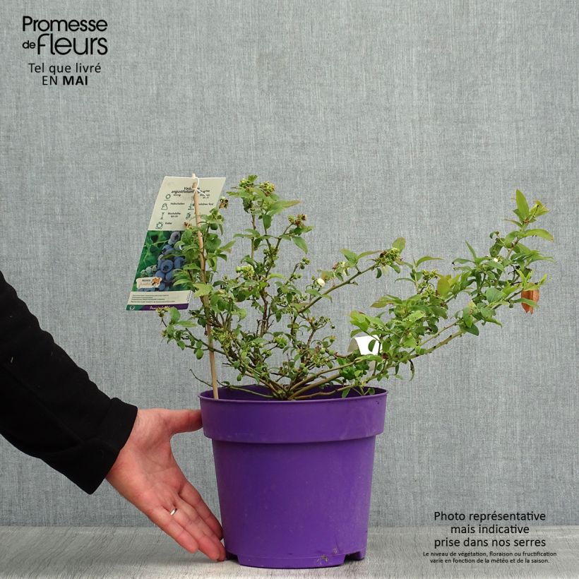 Vaccinium Tophat - Blueberry 4L/5L pot, BushShipped height around 25/30cm sample as delivered in spring