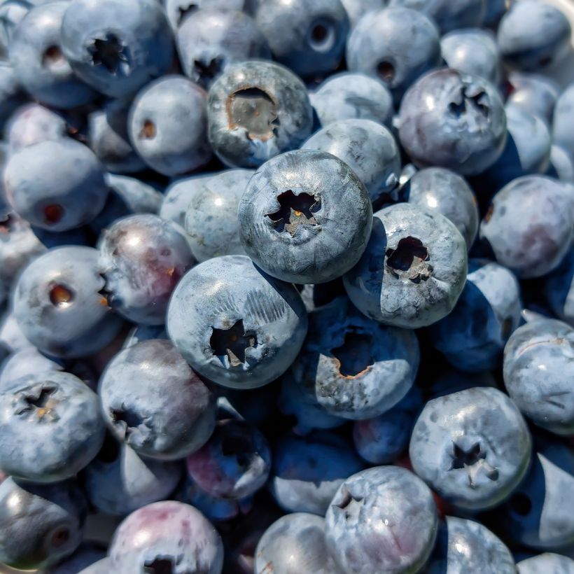 Vaccinium corymbosum Brigitta- American Blueberry (Harvest)