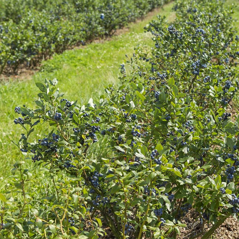 Vaccinium corymbosum Brigitta- American Blueberry (Plant habit)