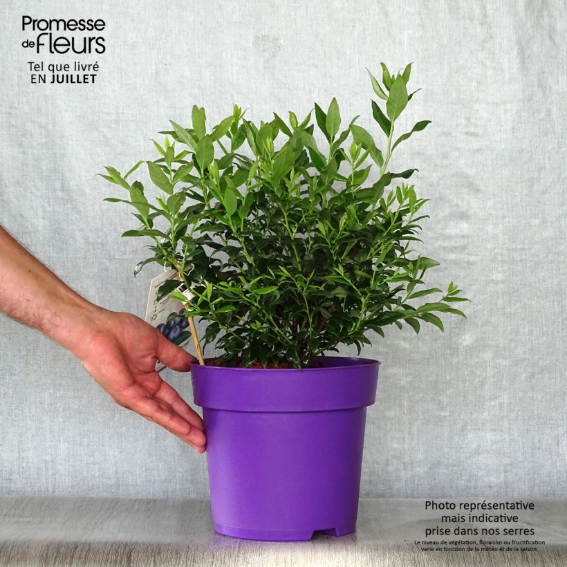 Vaccinium corymbosum Hortblue Petite- American Blueberry 2L/3L pot, Bush sample as delivered in summer