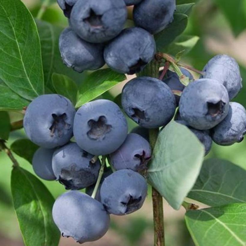 Vaccinium corymbosum Chandler- American Blueberry (Harvest)