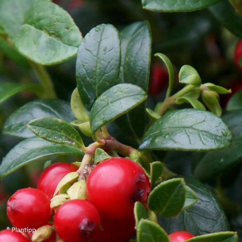 Vaccinium vitis-idaea Miss Cherry - Bilberry (Foliage)