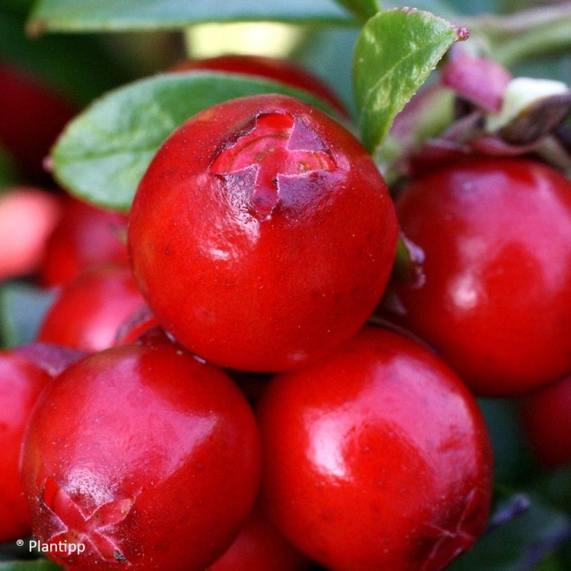 Vaccinium vitis-idaea Miss Cherry - Bilberry (Harvest)