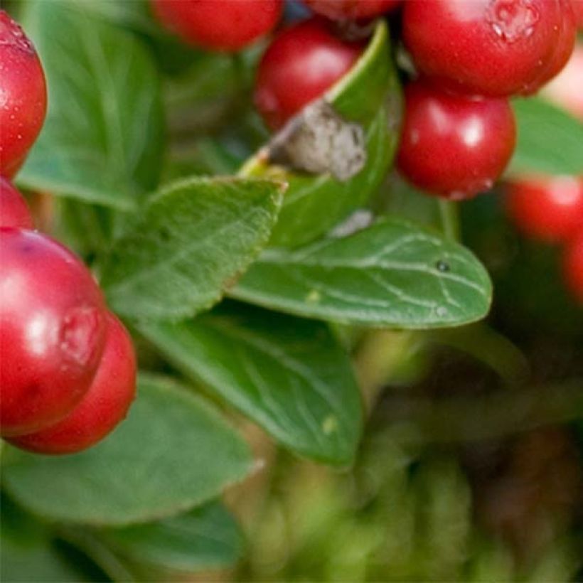 Vaccinum vitis-idaea Red Candy - Bilberry (Foliage)