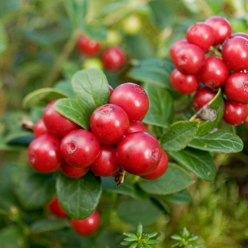Vaccinum vitis-idaea Red Candy - Bilberry (Harvest)