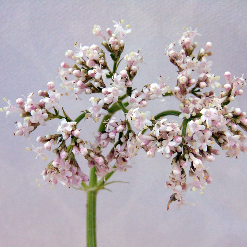 Valeriana officinalis (Flowering)