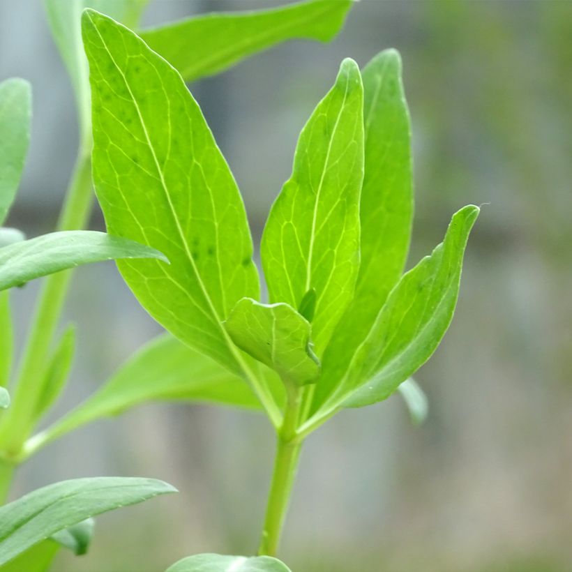 Centranthus ruber Coccineus (Foliage)