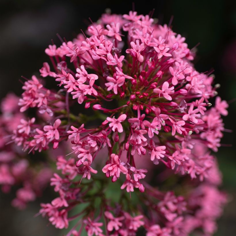 Centranthus ruber Coccineus (Flowering)