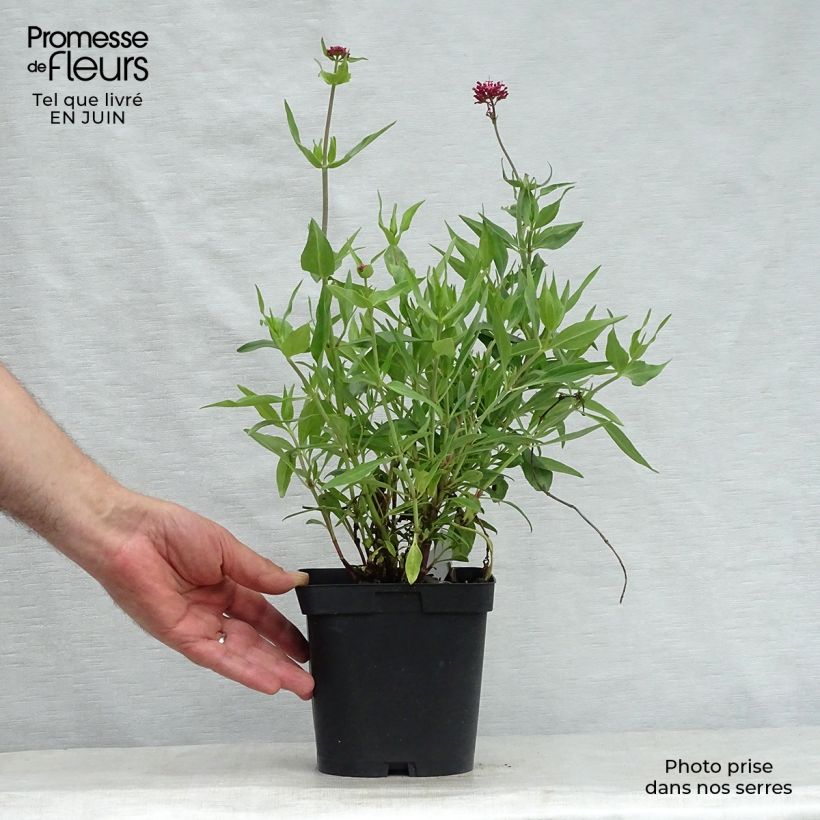Centranthus ruber Coccineus 2L/3L pot sample as delivered in summer