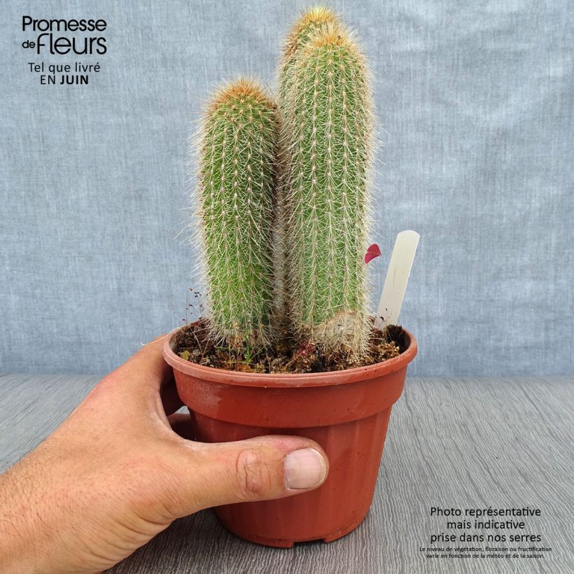 Vatricania guentheri - Cactus cierge Pot de 13 cm sample as delivered in summer