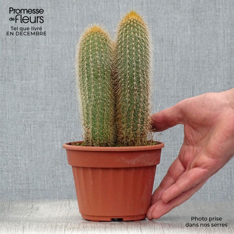 Vatricania guentheri - Cactus cierge Pot de 13 cm sample as delivered in winter