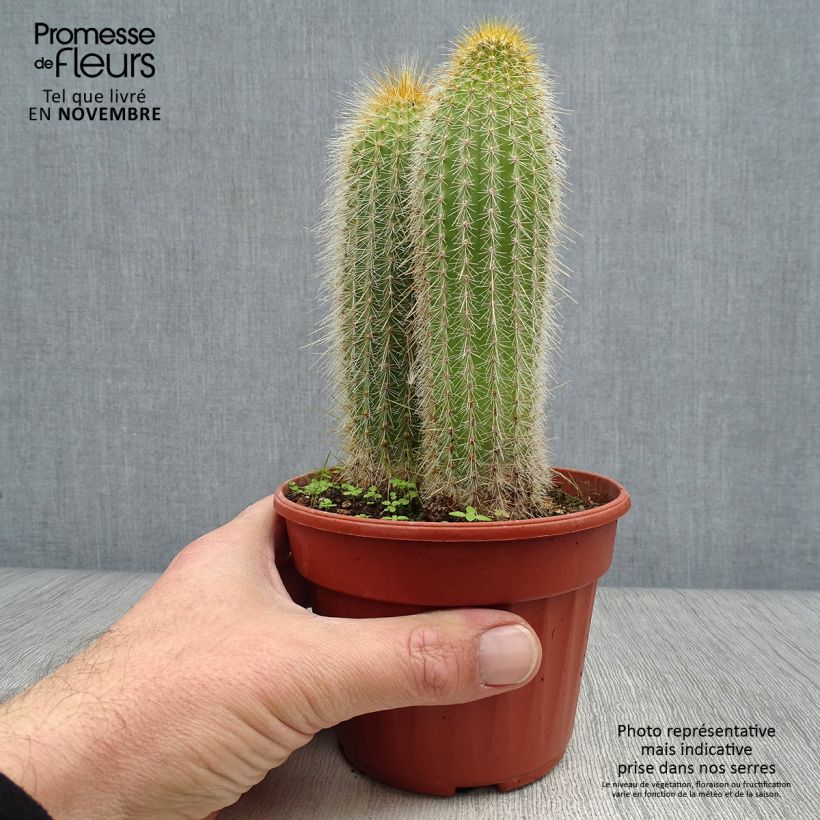 Vatricania guentheri - Cactus cierge Pot de 13 cm sample as delivered in autumn