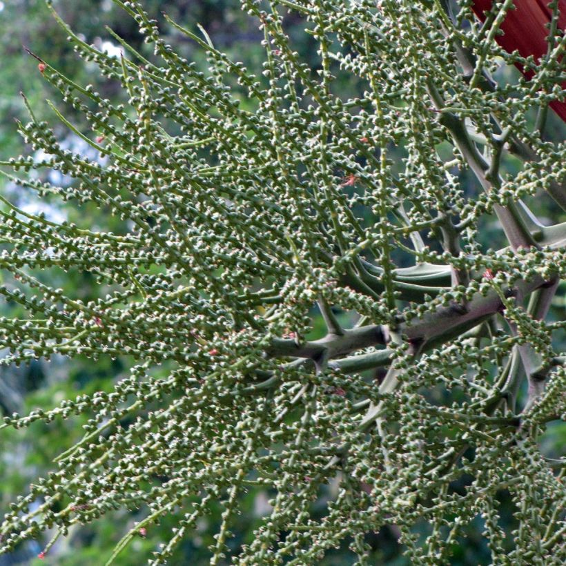 Veitchia joannis (Harvest)