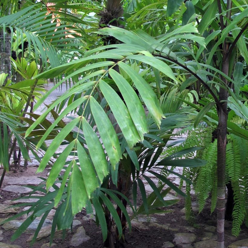 Veitchia vitiensis (Foliage)