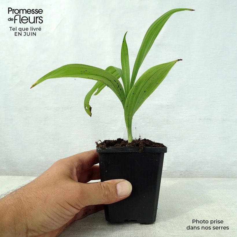 Veratrum nigrum 8/9 cm pot sample as delivered in summer