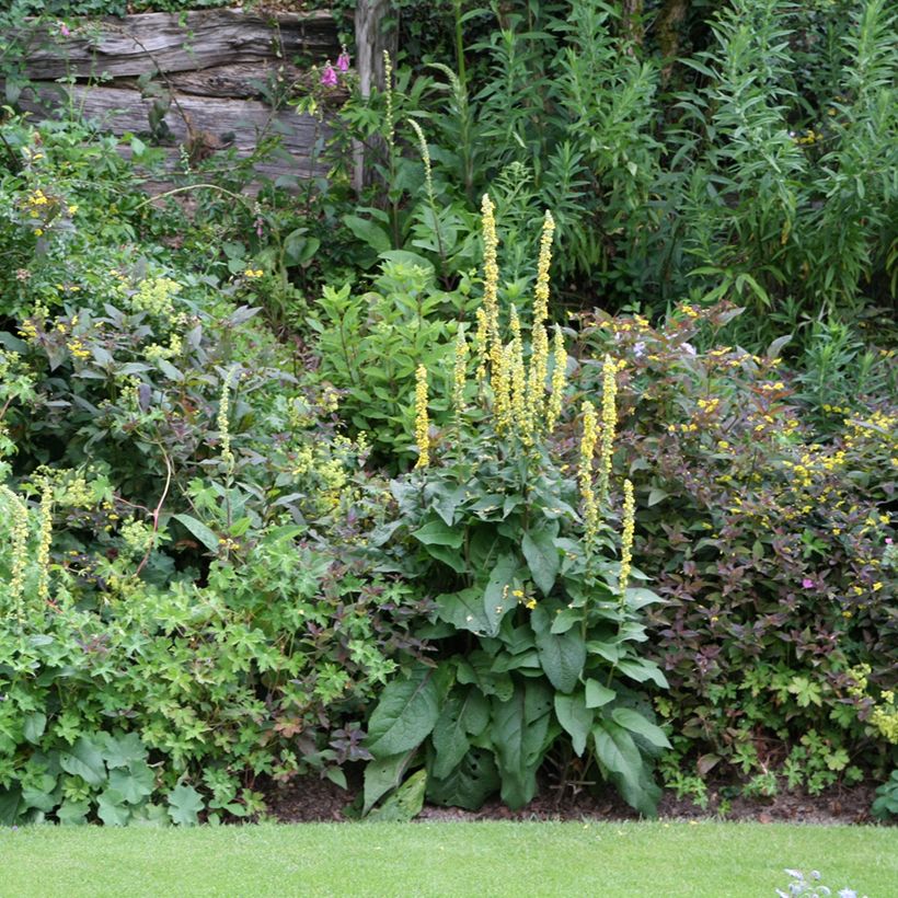 Verbascum Cotswold Queen - Mullein (Plant habit)