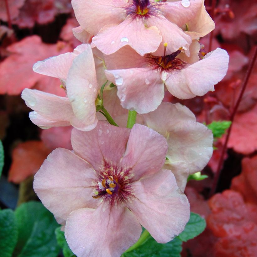 Verbascum Jackie - Mullein (Flowering)