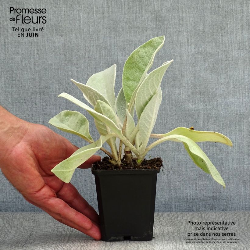 Verbascum bombyciferum Polarsommer - Mullein 8/9 cm pot sample as delivered in summer