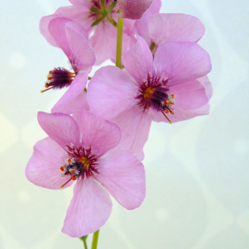 Verbascum Rosie - Mullein (Flowering)