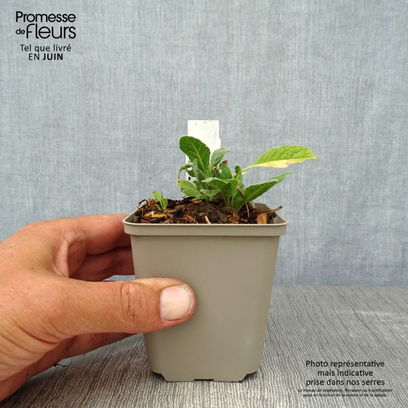 Verbascum Rosie - Mullein 8/9 cm pot sample as delivered in summer
