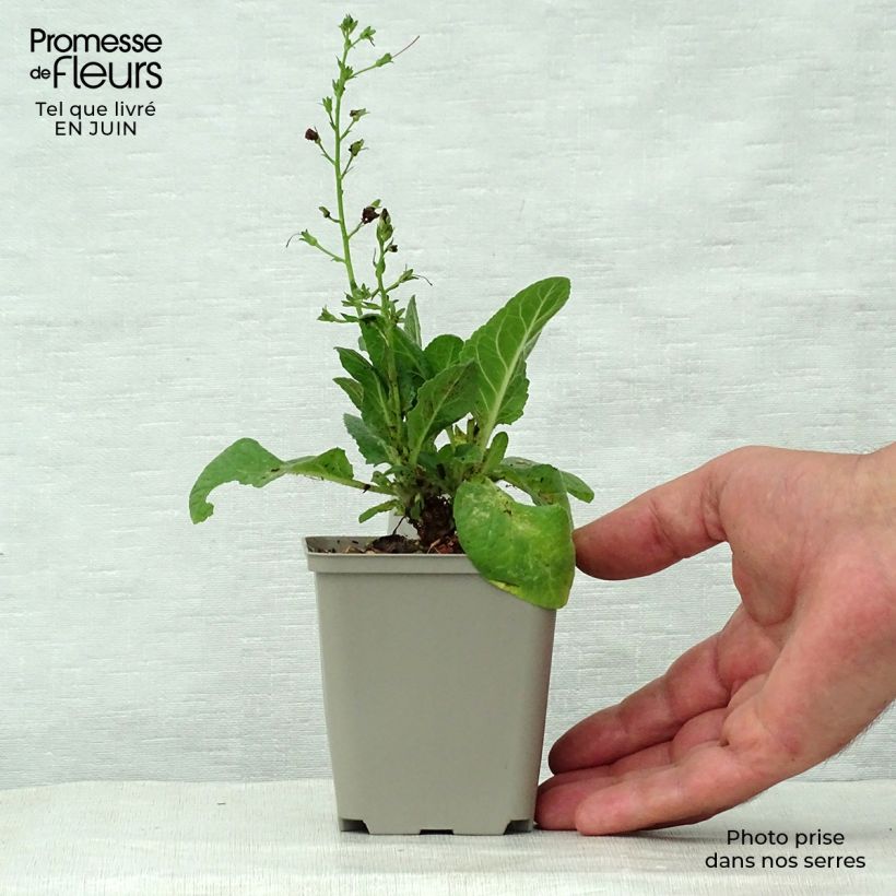Verbascum Sugar Plum - Mullein 8/9 cm pot sample as delivered in summer