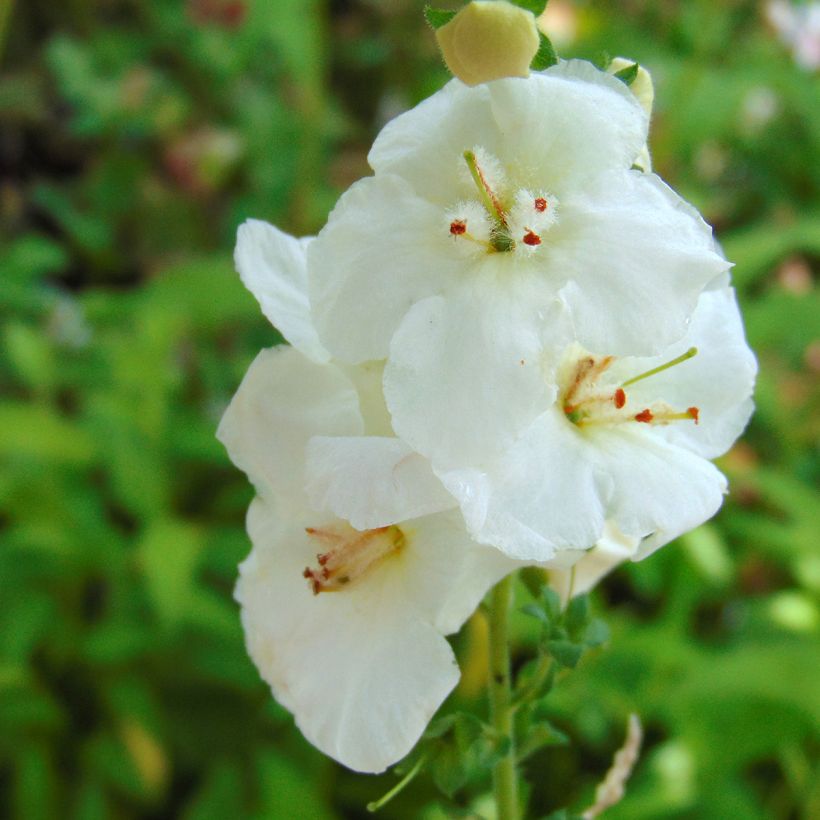 Verbascum chaixii White Domino - Mullein (Flowering)
