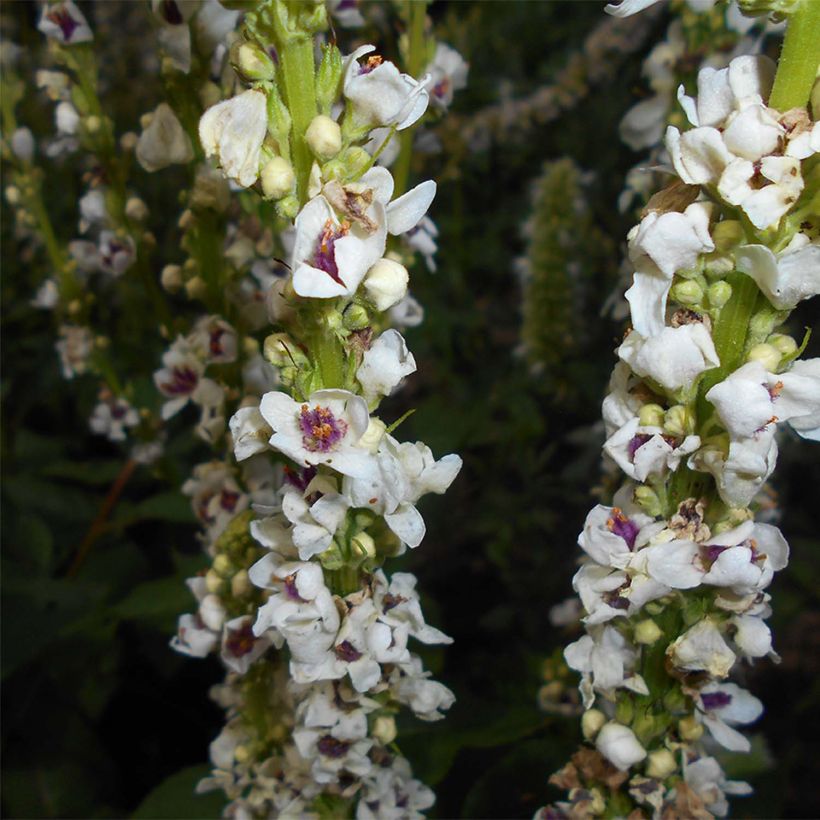 Verbascum chaixii Album - Mullein (Flowering)