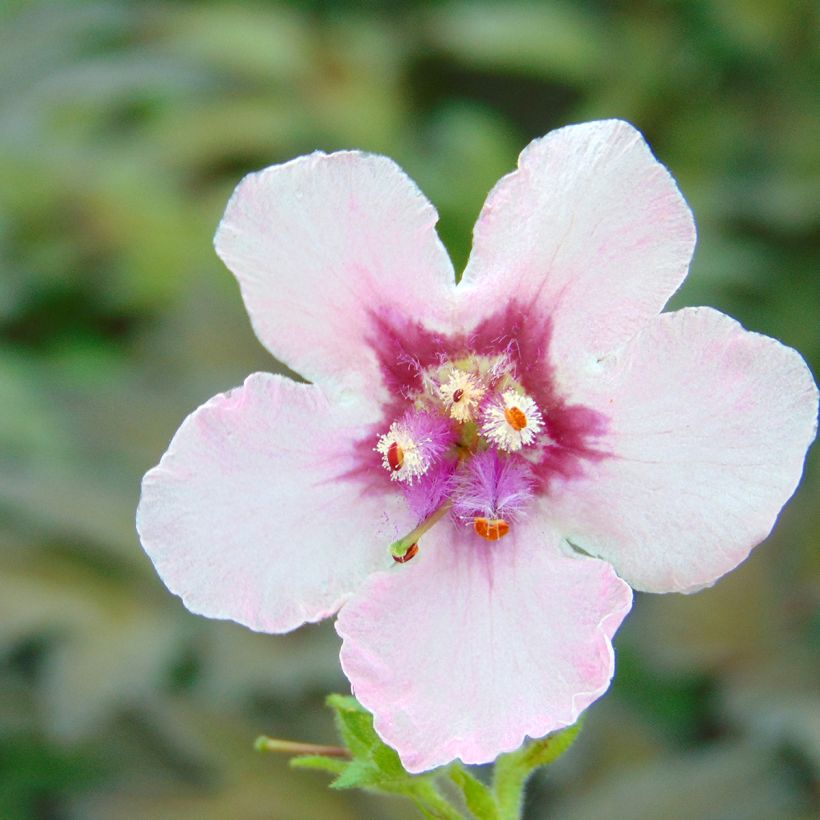 Verbascum Pink Domino - Mullein (Flowering)