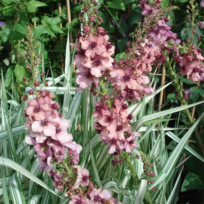 Verbascum Southern Charm - Mullein (Flowering)