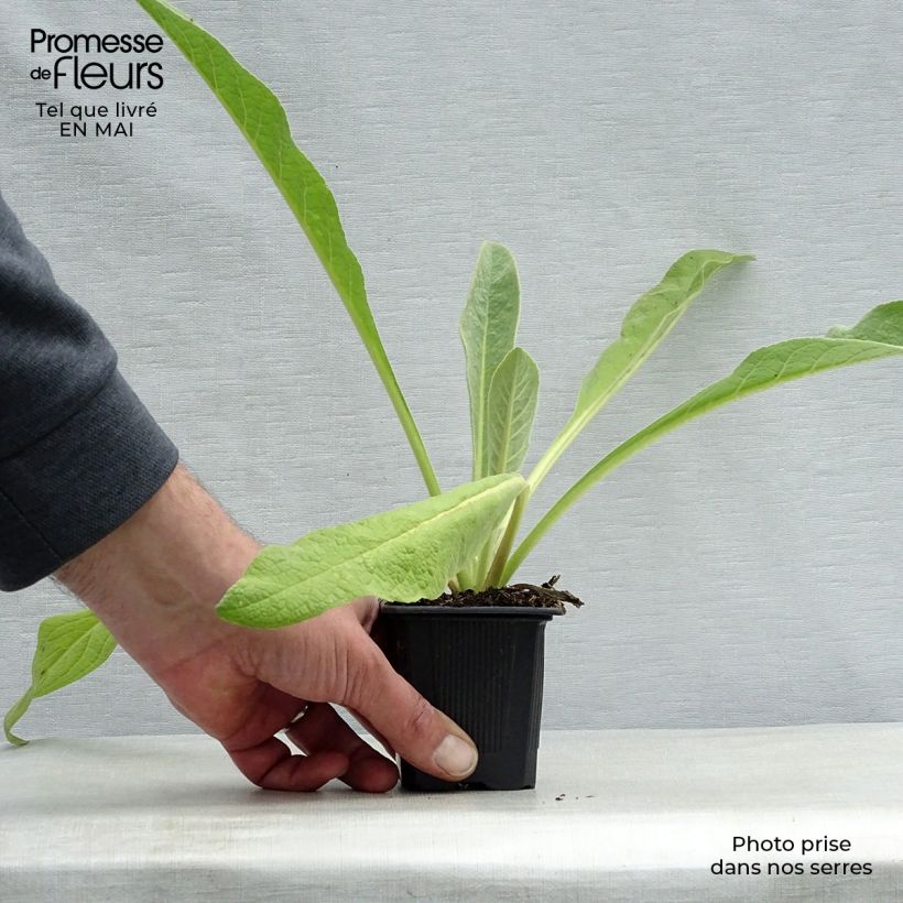Verbascum olympicum - Olympian Mullein 8/9 cm pot sample as delivered in spring