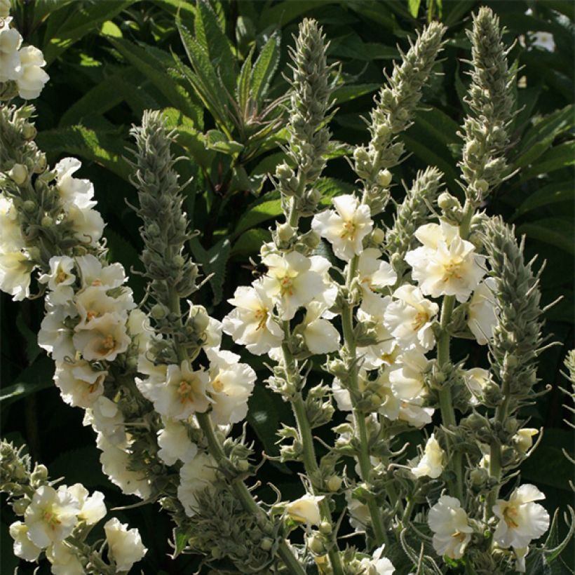 Verbascum Spica - Mullein (Flowering)
