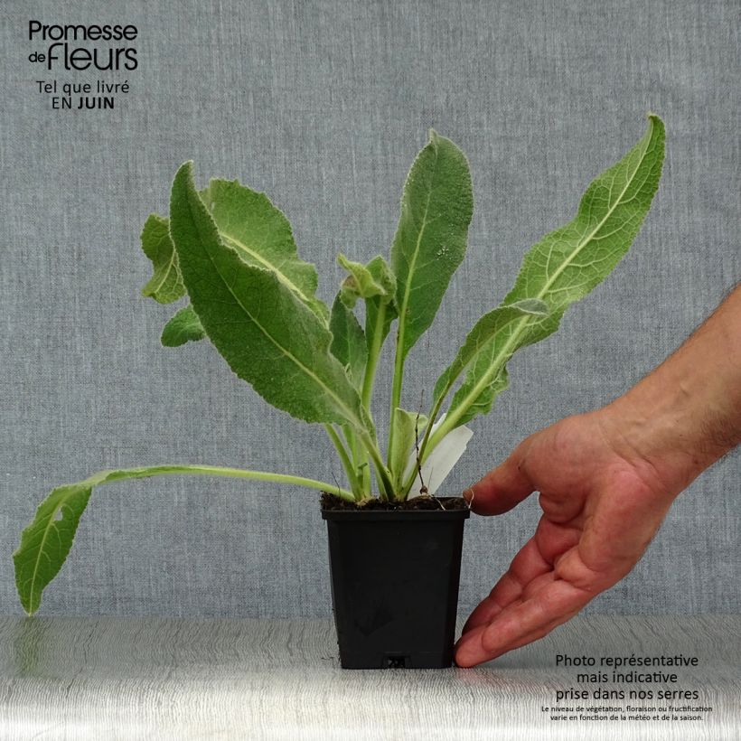 Verbascum Spica - Mullein 8/9 cm pot sample as delivered in summer