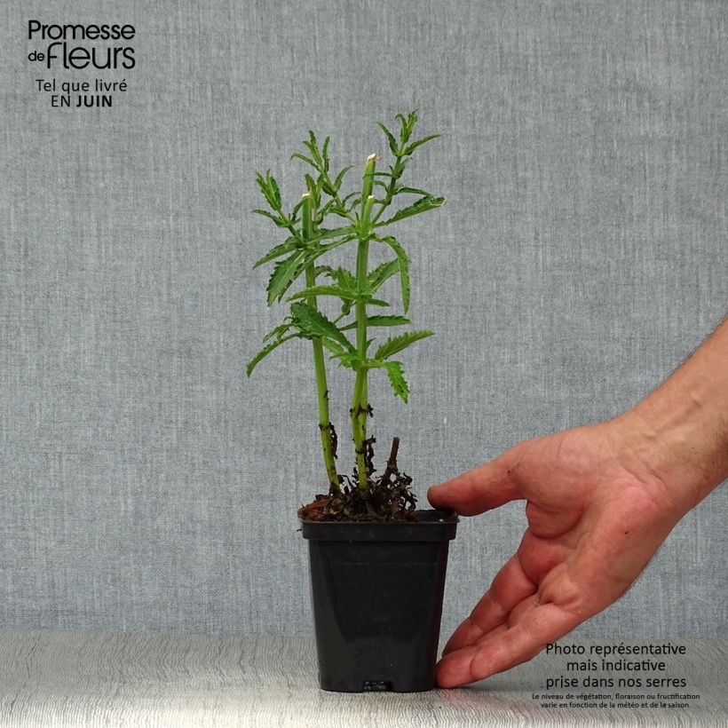 Verbena bonariensis Lollipop 8/9 cm pot sample as delivered in summer