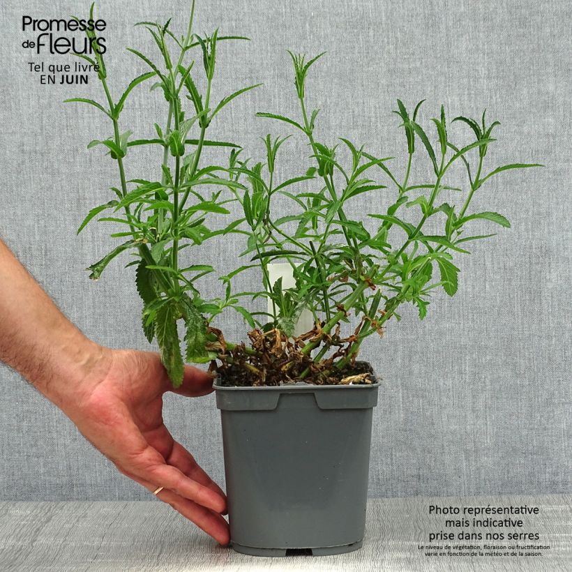 Verbena bonariensis Lollipop 2L/3L pot sample as delivered in summer
