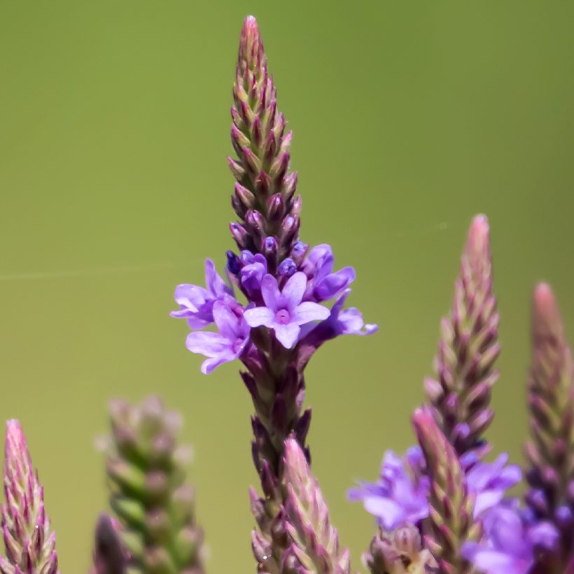 Verbena hastata Blue Spires (Flowering)