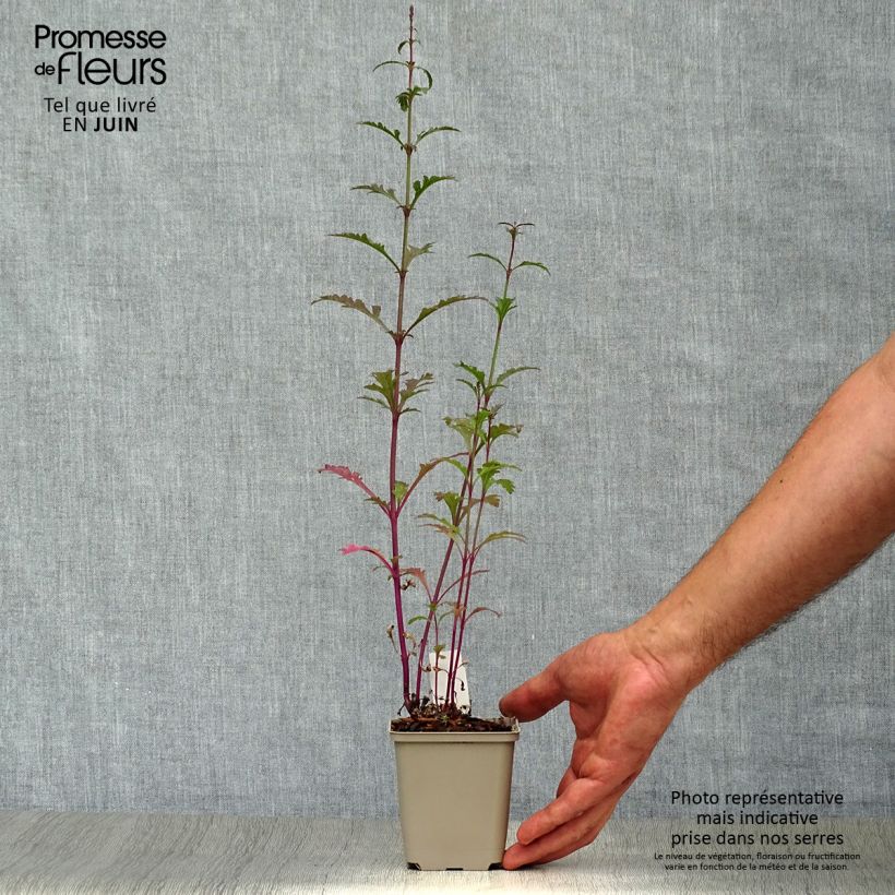Verbena officinalis Bampton 8/9 cm pot sample as delivered in summer