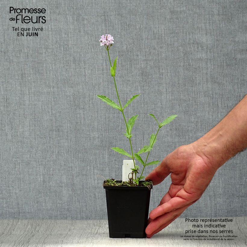Verbena Polaris 8/9 cm pot sample as delivered in summer