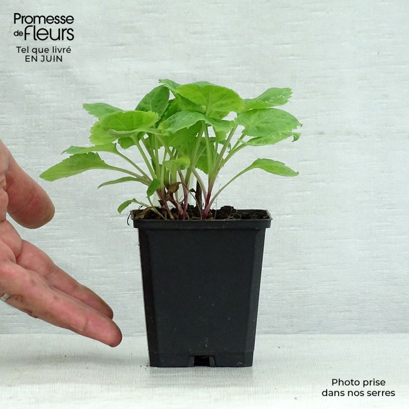 Solidago sphacelata Golden Fleece 8/9 cm pot sample as delivered in summer