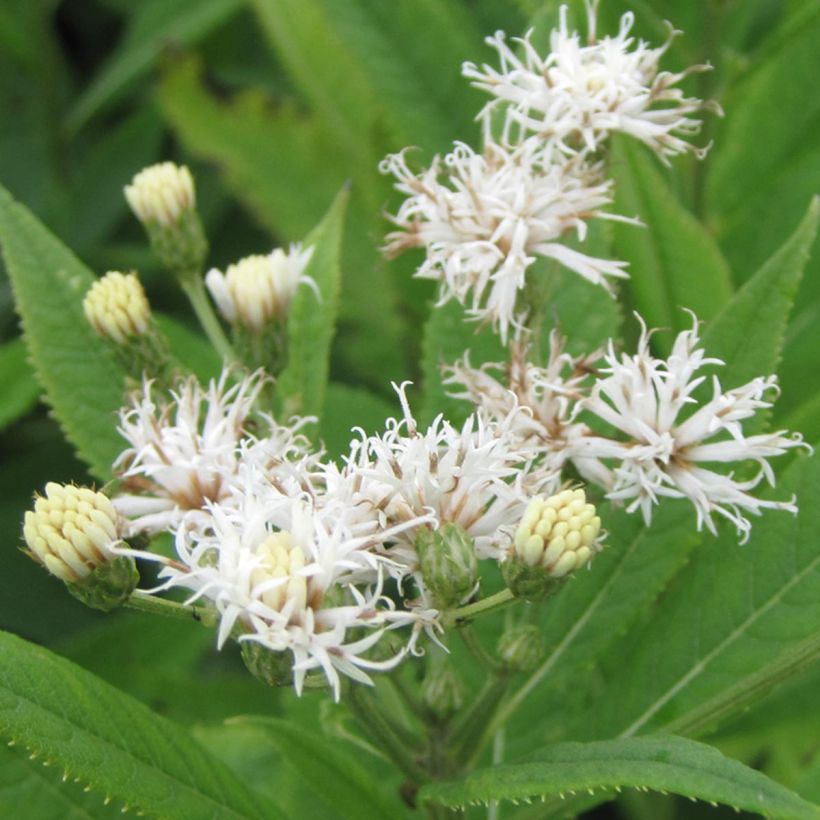 Vernonia crinita var. alba - Ironweed (Flowering)