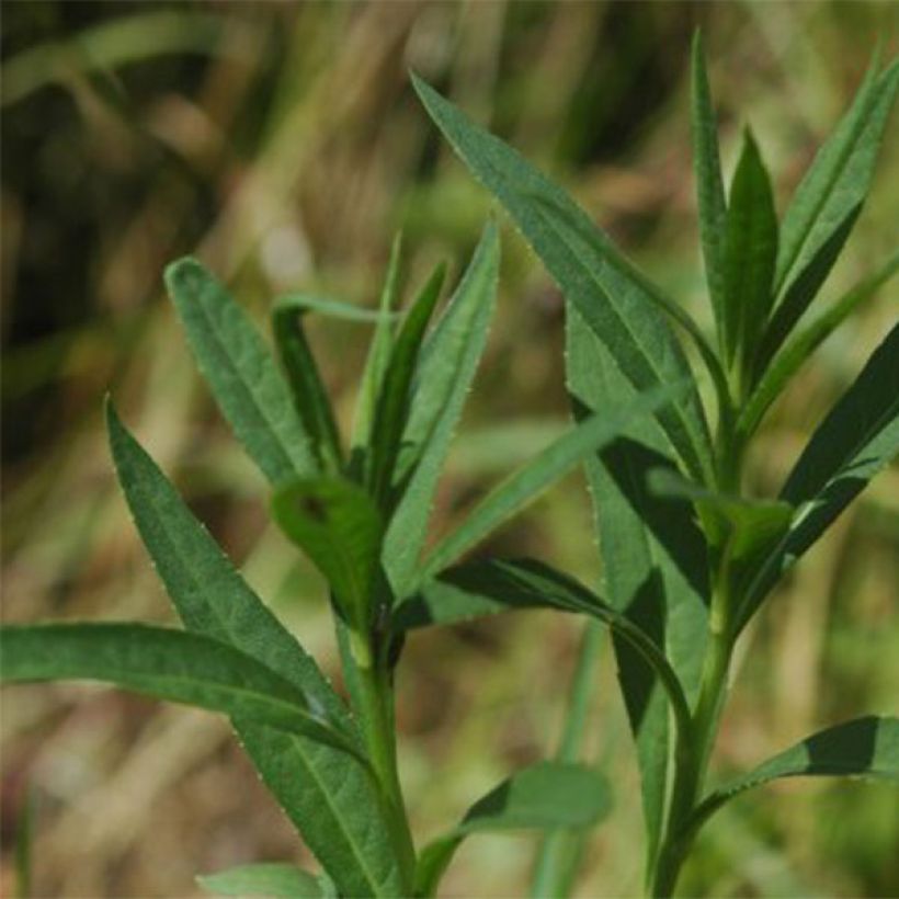 Vernonia fasciculata - Ironweed (Foliage)